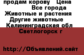 продам корову › Цена ­ 70 000 - Все города Животные и растения » Другие животные   . Калининградская обл.,Светлогорск г.